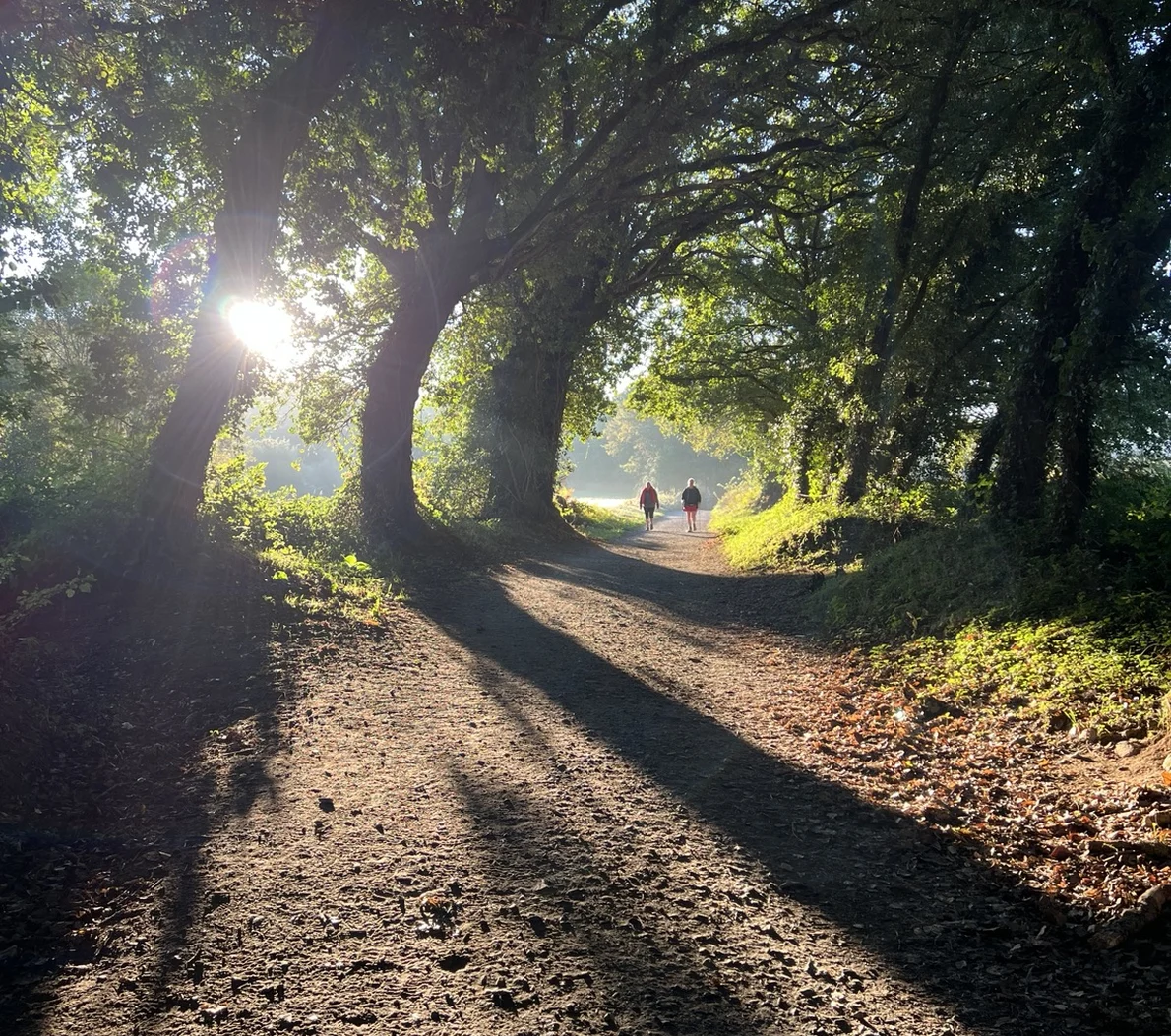 Due pellegrini camminano tra grandi alberi illuminati dal sole sul Cammino di Santiago